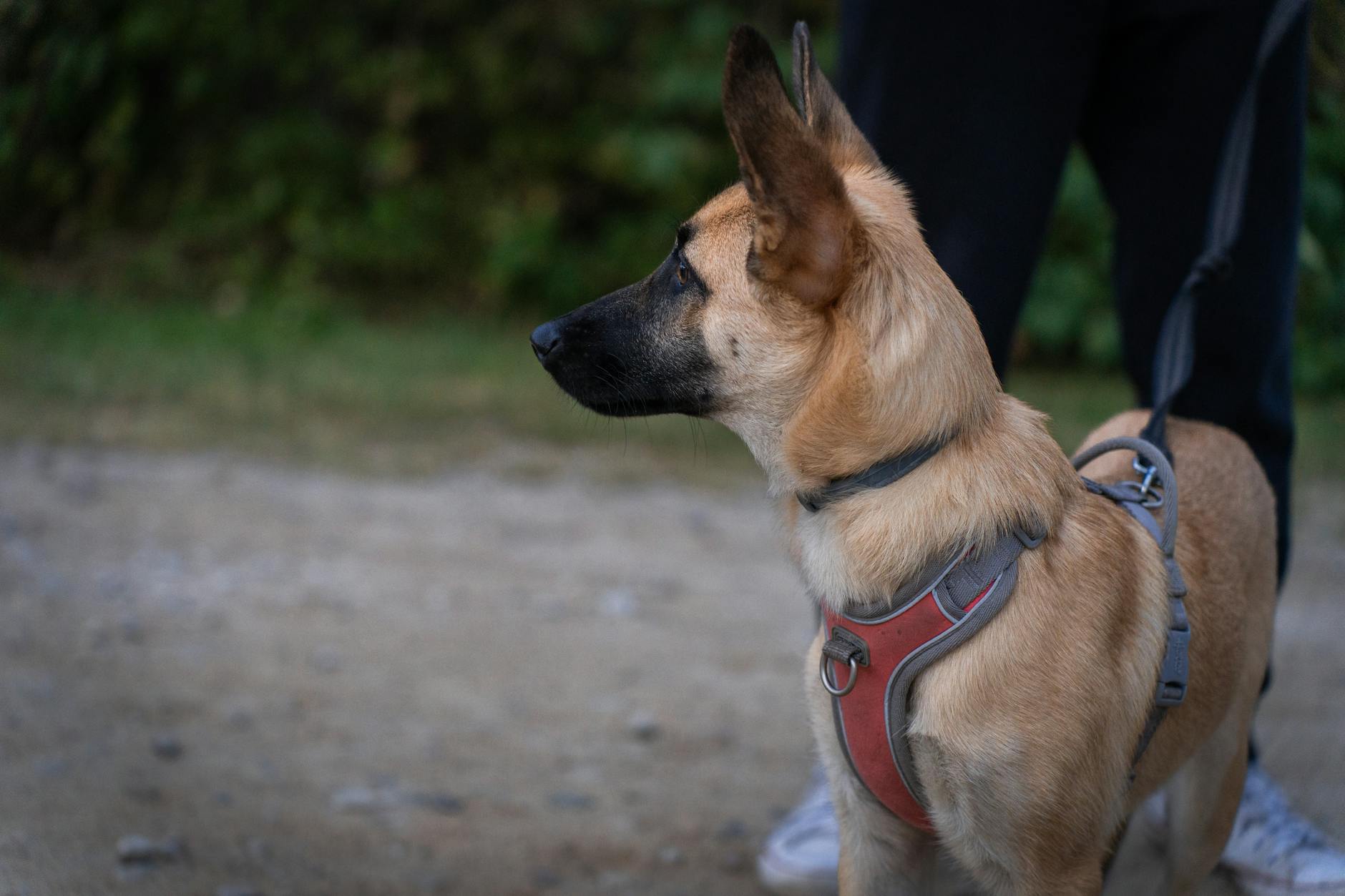 man with a dog on a walk